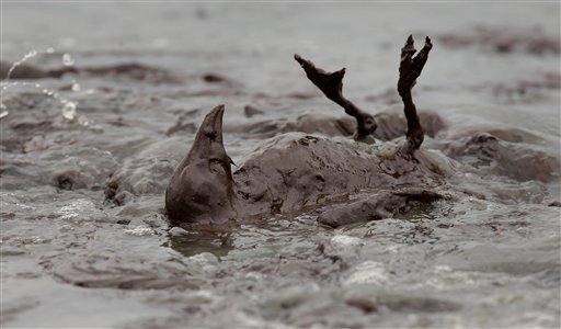 BP oil spill, oiled wildlife