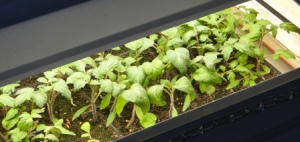 Tomato seedlings - March 30, 2013