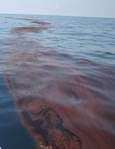 sargassum-oil-deepwater-horizon